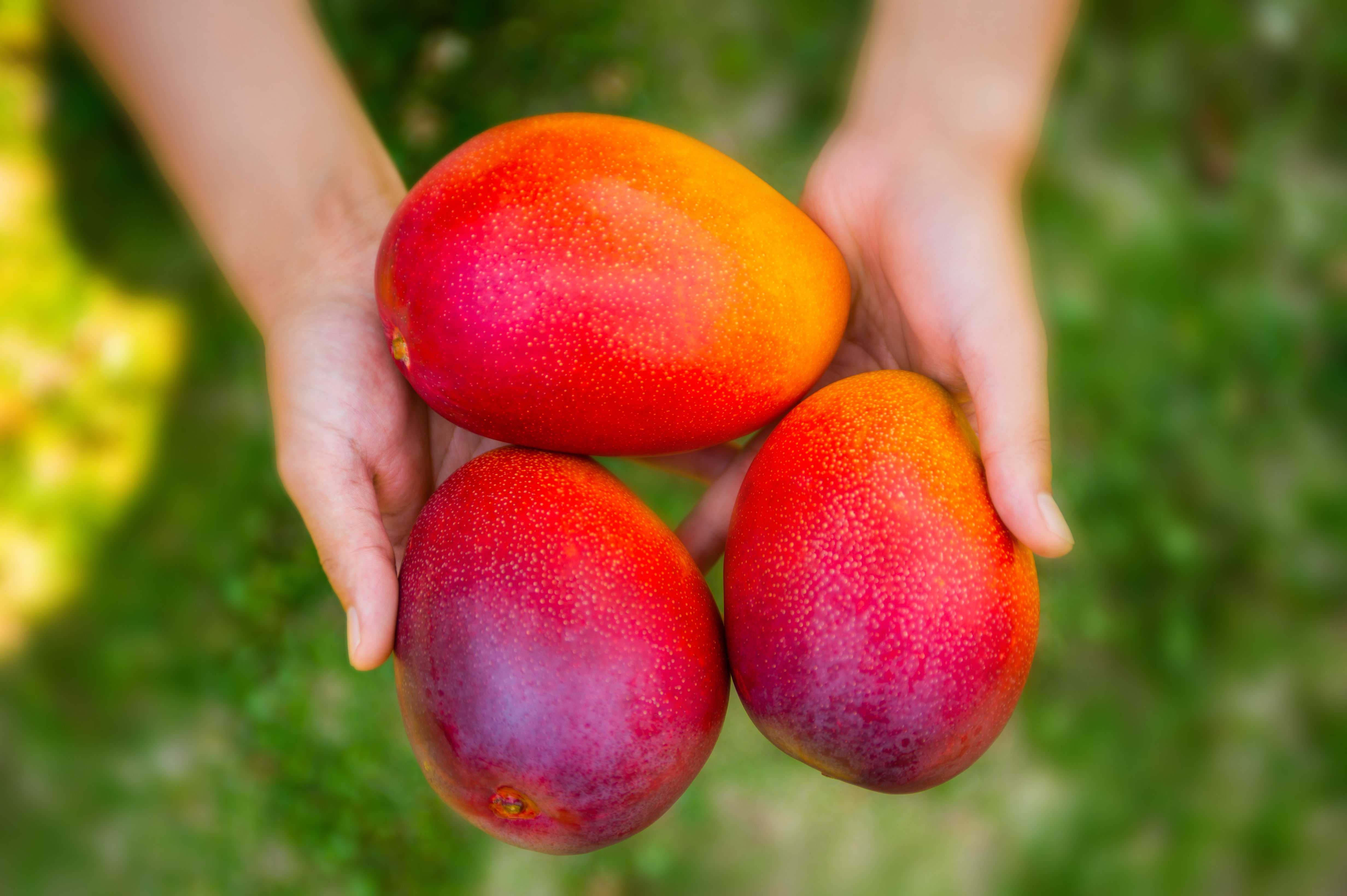 美味しいマンゴーの見分け方、追熟、保存方法。 | Fruit Farmersの